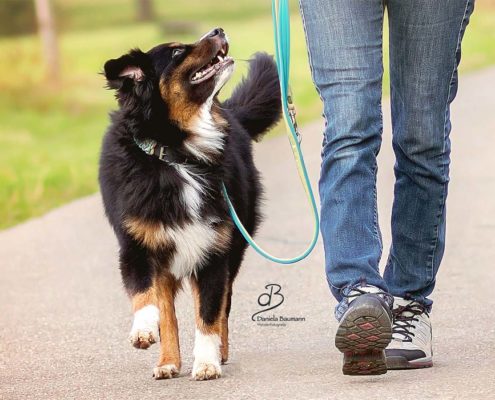 Wohlerzogen durch den Alltag Hundeschule Elementar in Steinenbronn