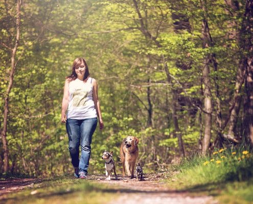 Hundeschule Gassi mit Hund Social Walk