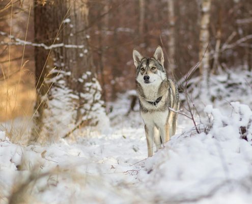 Hund in der Hundeschule