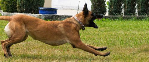 Verhaltensauffällige Hunde Problemhunde Hundeschule