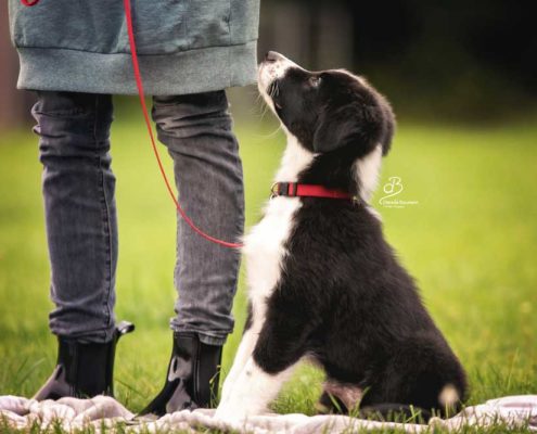 Welpe Welpenkurs Hundeschule in Steinenbronn